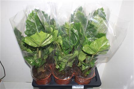 <h4>Aloc Low Rider</h4>