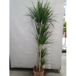 Dracaena marg.