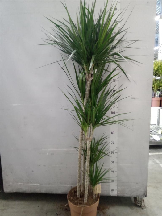 <h4>Dracaena marg.</h4>