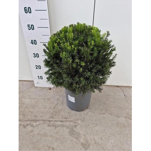 TAXUS M GROENLAND