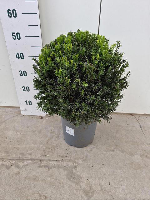 <h4>TAXUS M GROENLAND</h4>
