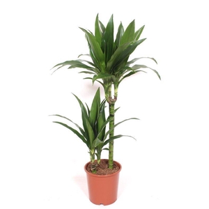 Dracaena frag. 'Janet Craig'
