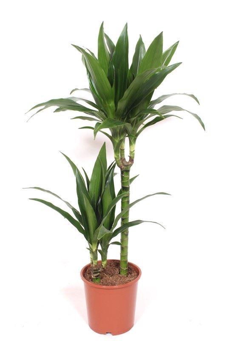 <h4>Dracaena frag. 'Janet Craig'</h4>