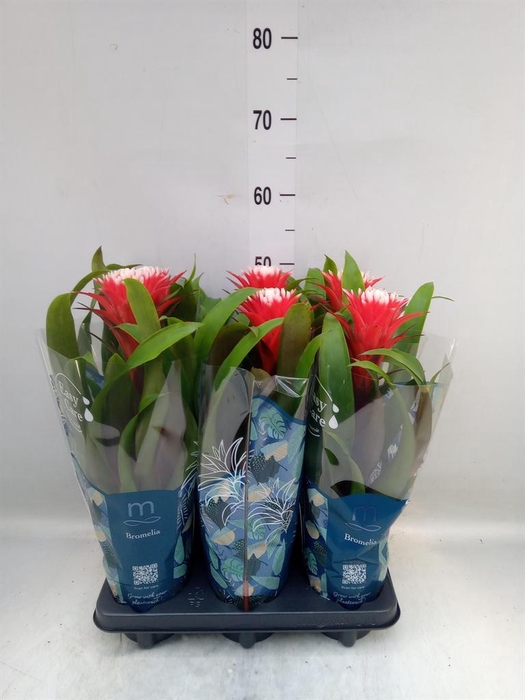 <h4>Guzmania  'Hope'</h4>