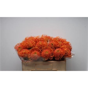 Leuco Ayoba Orange Zest