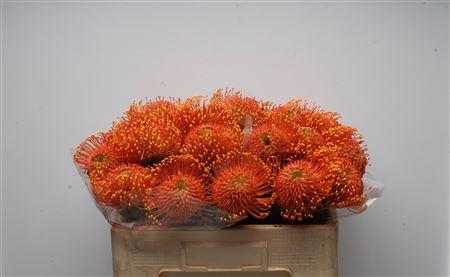 <h4>Leuco Ayoba Orange Zest</h4>