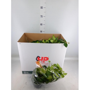 Aeschynanthus  'Mona Lisa'