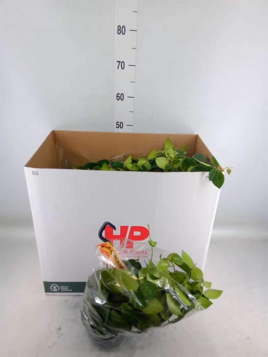 <h4>Aeschynanthus  'Mona Lisa'</h4>