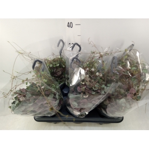Ceropegia woodii ssp. woodii