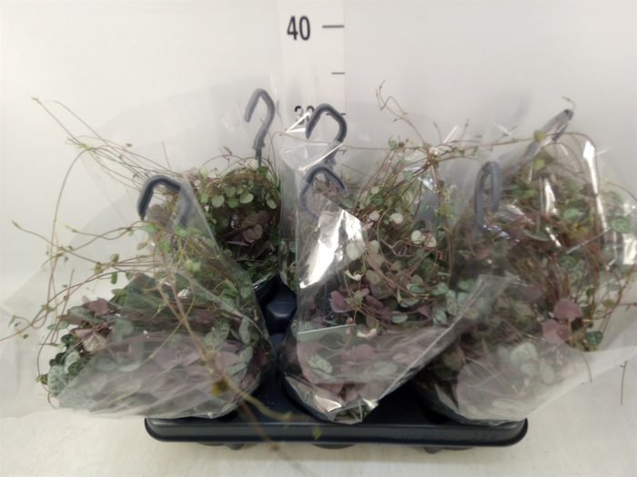 <h4>Ceropegia woodii ssp. woodii</h4>