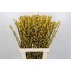 Salix Caprea Snow Flake P. Yellow