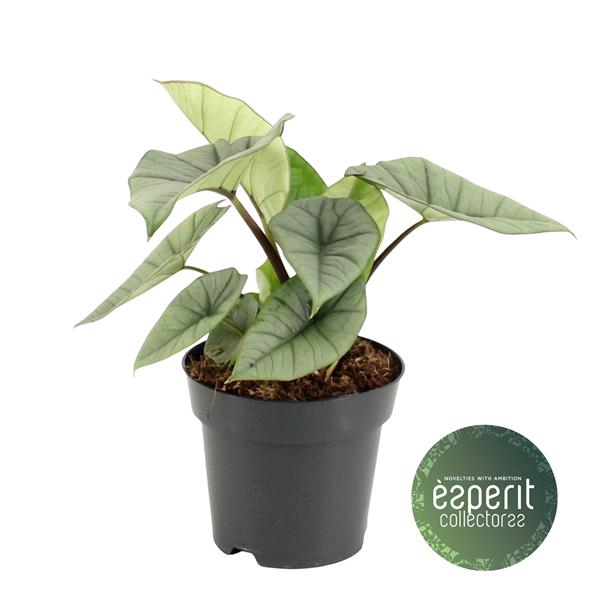 <h4>Alocasia Platinum</h4>