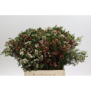 Chamelaucium My Sweet 16