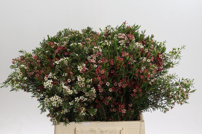 <h4>Chamelaucium My Sweet 16</h4>