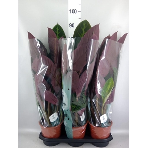 Calathea warscewiczii
