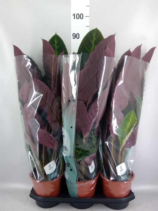 <h4>Calathea warscewiczii</h4>