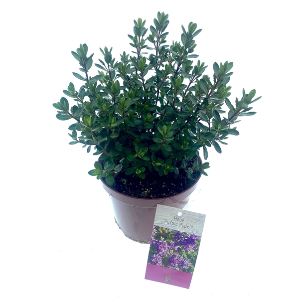 <h4>Hebe 'Purple Pixie' ®</h4>