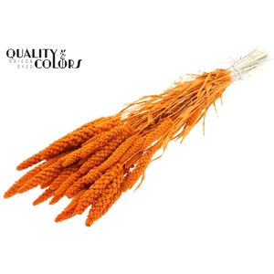 Gierst per bunch Intense Orange