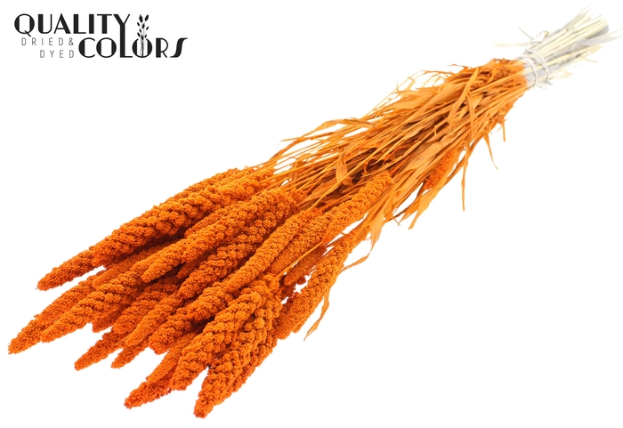 <h4>Gierst per bunch Intense Orange</h4>