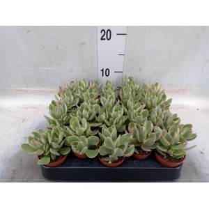 Crassula   ...