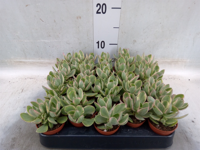 <h4>Crassula   ...</h4>
