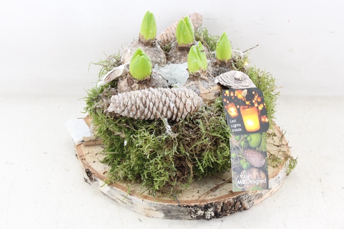 arr4 Hyacint MB - Hout schijf MOS x1 led