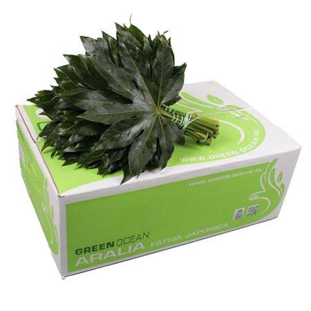 <h4>Aralia</h4>