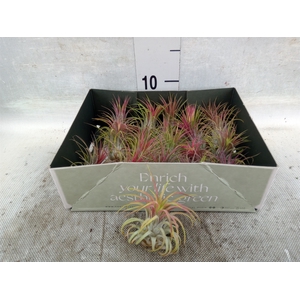 Tillandsia