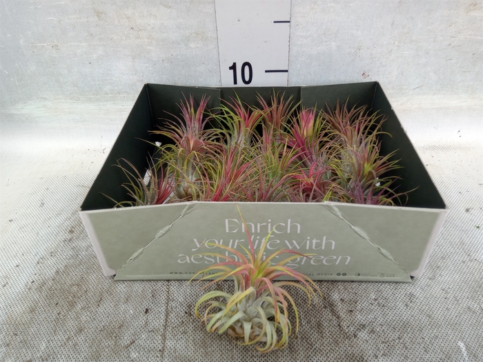 Tillandsia