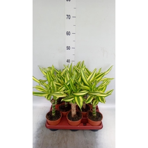 Dracaena frag. 'Yellow Coast'