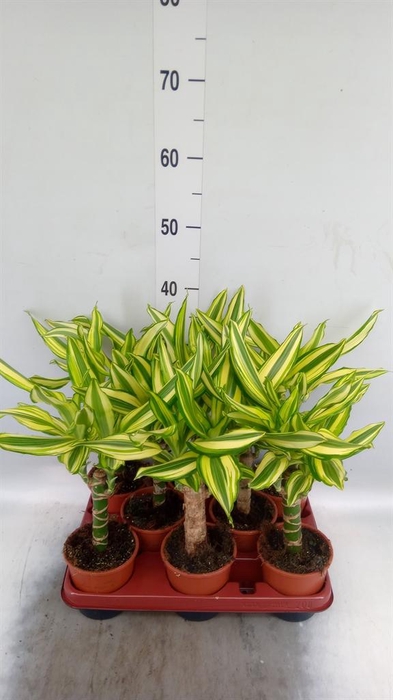 <h4>Dracaena frag. 'Yellow Coast'</h4>