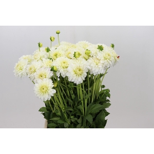 DAHLIA SNOW CAP DAHLIA SNOW CAP