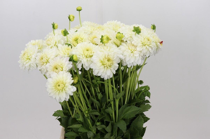 <h4>DAHLIA SNOW CAP DAHLIA SNOW CAP</h4>
