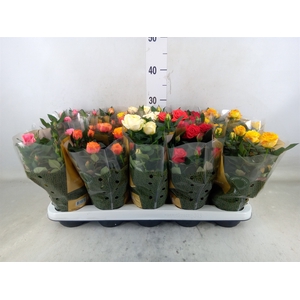 Rosa  'Kordana Grande'   ...mix