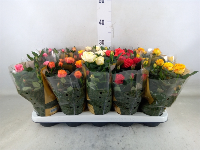<h4>Rosa  'Kordana Grande'   ...mix</h4>