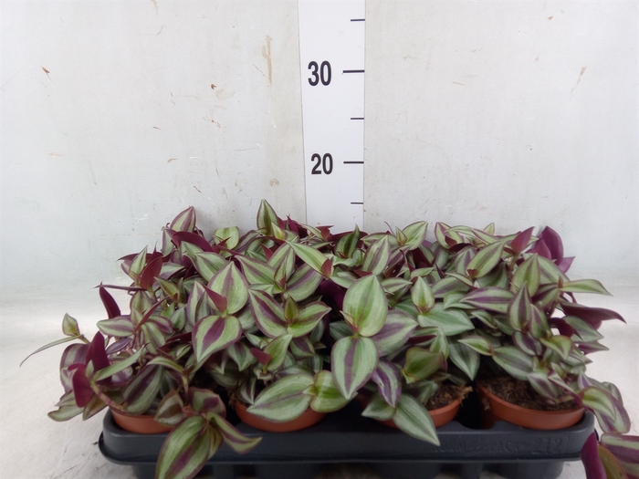 <h4>Tradescantia zebr. 'Violet Hill'</h4>