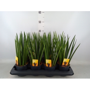 Sansevieria cyl.  ...