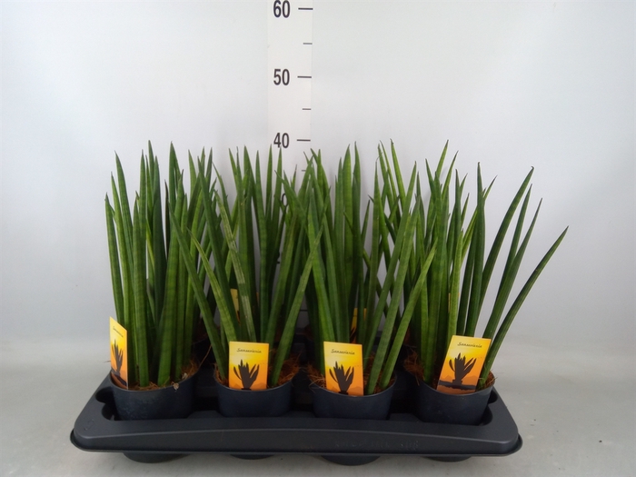 <h4>Sansevieria cyl.  ...</h4>