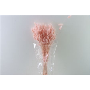 Dried Lagurus L Pink Bunch Slv