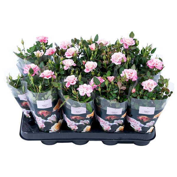 Nolina Roses Ø 7 cm. Piia