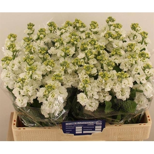 Matth Stox White