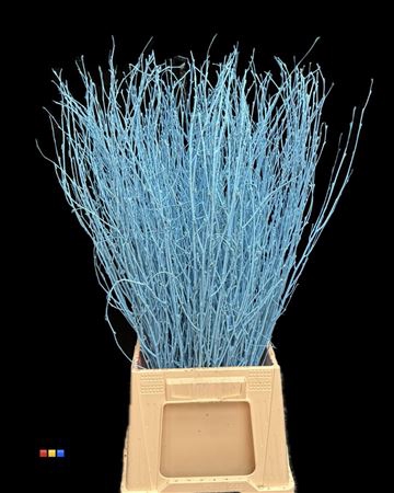 Betula / Berkentak Light Blue