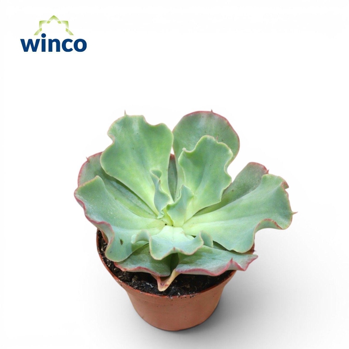 <h4>Echeveria Dorothy</h4>