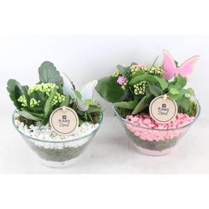 arr2 PL - Glas schaaltje x3 - roze/wit