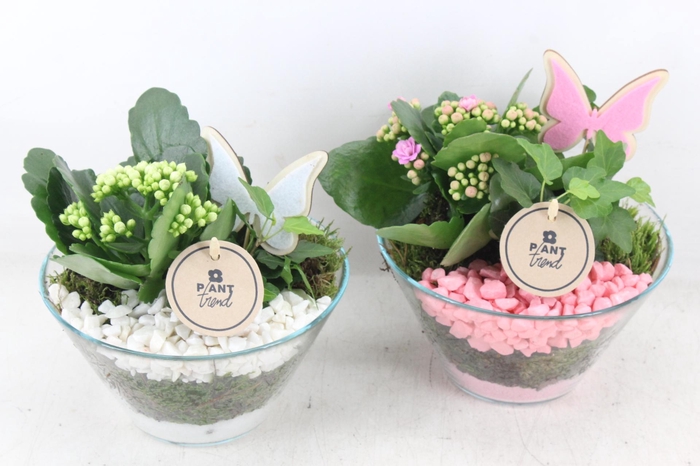 <h4>arr2 PL - Glas schaaltje x3 - roze/wit</h4>