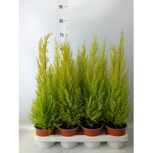 Cupressus macro. 'Goldcrest Wilma'