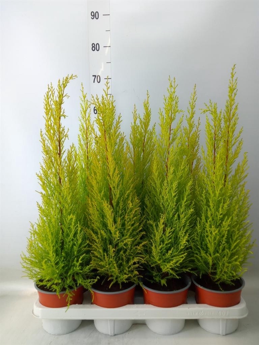 <h4>Cupressus macro. 'Goldcrest Wilma'</h4>