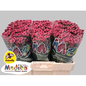 CHR SAN MADIBA CHERRY TYOLO CHR S M