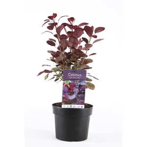 Cotinus Royal Purple