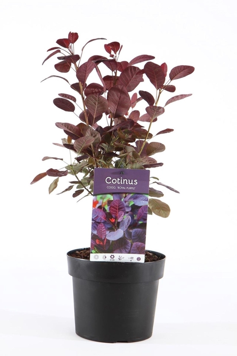 <h4>Cotinus Royal Purple</h4>